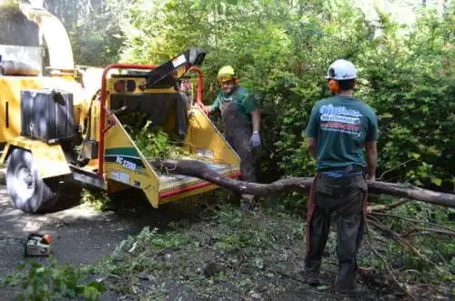 tree services Hayward